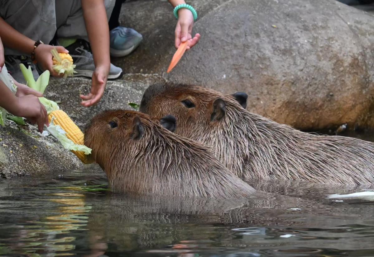 Capybara